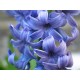 Hyacinth Stick  Incense