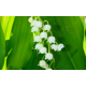 Lily of the Valley Stick  Incense