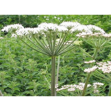 Angelica Stick  Incense