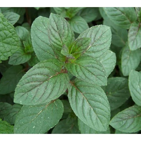 Peppermint Stick  Incense