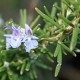 Rosemary Stick  Incense