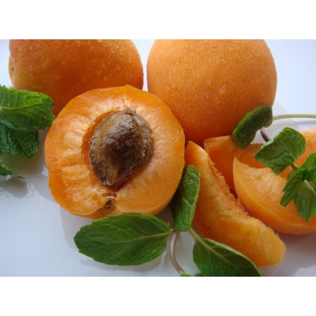 Apricot Oil