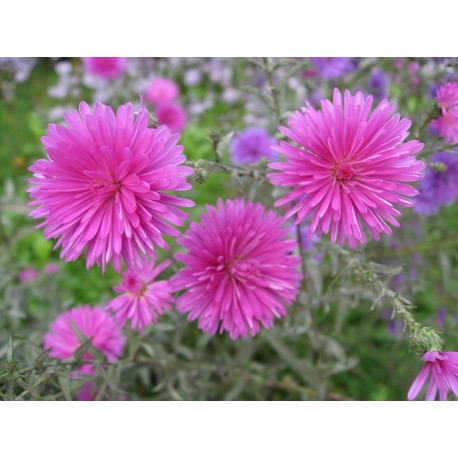 Aster Oil