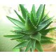 Aloe Vera Oil