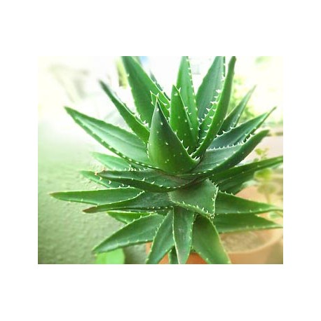 Aloe Vera Oil