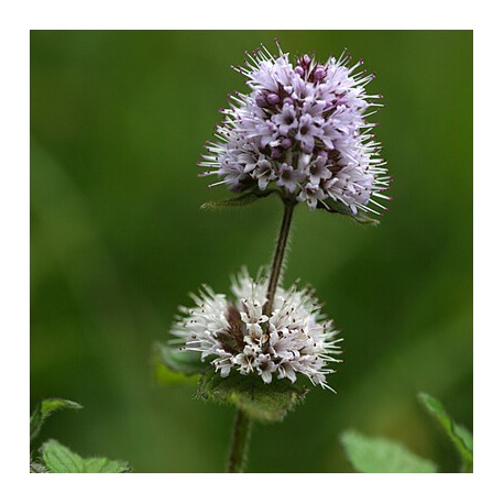 Bergamot Mint Oil