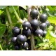 Black Currant Oil