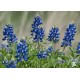 Bluebonnet Oil