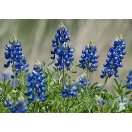 Bluebonnet Oil