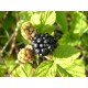 Bramble Berry Oil