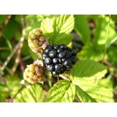 Brambleberry Oil - Bayou Witch Incense