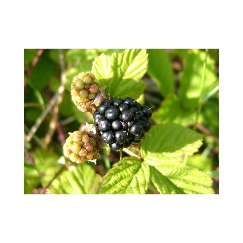 Brambleberry Oil - Bayou Witch Incense