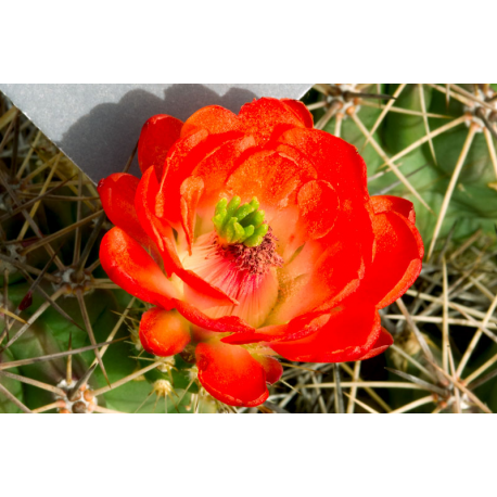 Cactus Flower Oil