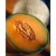 Cantaloupe Oil