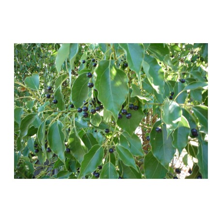 Camphor Oil