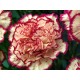 Carnation Oil