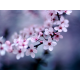 Cherry Blossom Oil