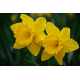 Daffodil Oil