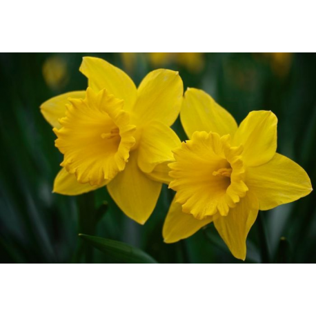 Daffodil Oil
