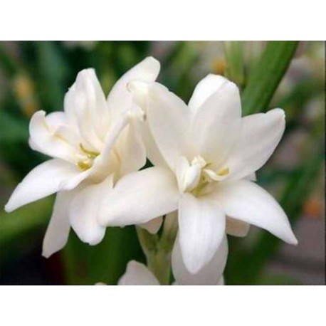 Tuberose Stick  Incense