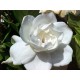 Gardenia Oil