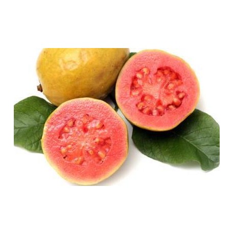 Guava Oil