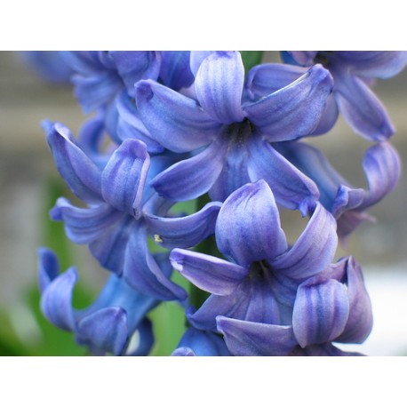 Hyacinth Oil