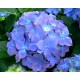 Hydrangea Oil