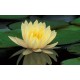 Lotus Oil