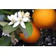 Neroli Oil