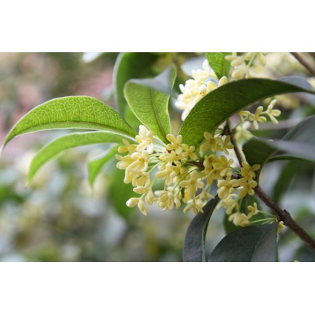 Osmanthus Oil