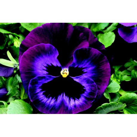 Pansy Oil