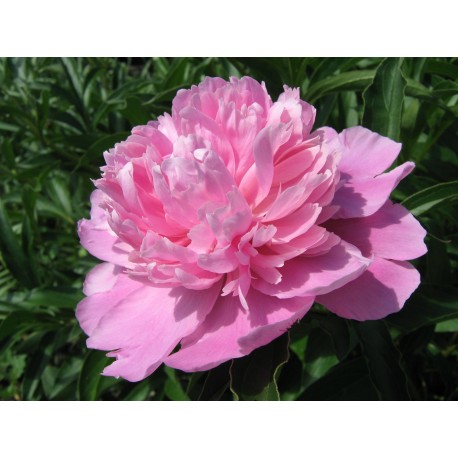 Peony Oil