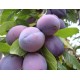 Plum Oil