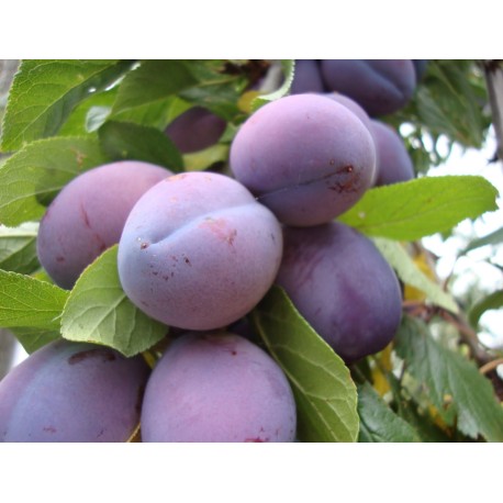 Plum Oil