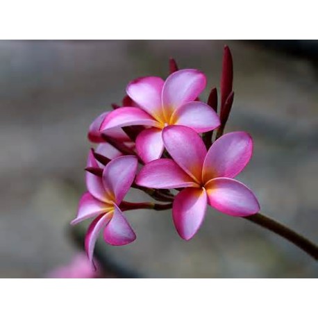 Plumeria Oil