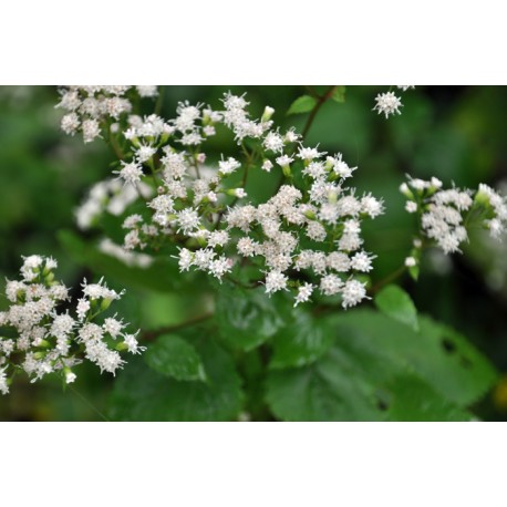 Snakeroot Oil