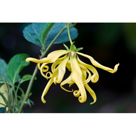 Ylang Ylang Oil