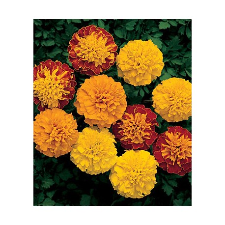 Riviera Sun (type) Oil