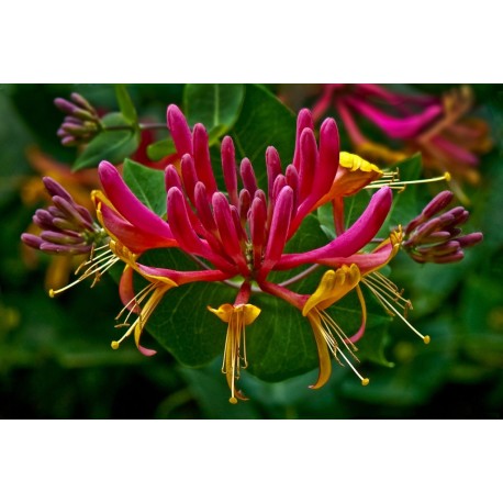 Honeysuckle Stick Incense