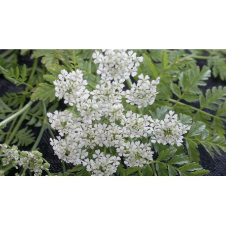 Hemlock Oil