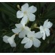 Oleander Oil