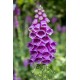 Foxglove Oil