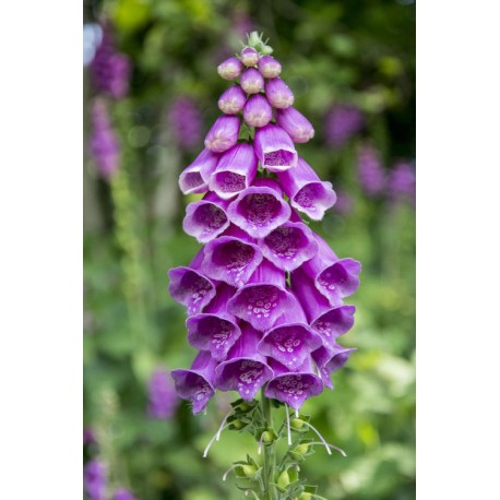 Foxglove Oil