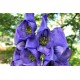 Monkshood Oil