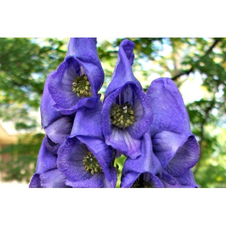 Monkshood Oil