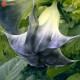 Datura Oil