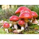 Fly Agaric Oil