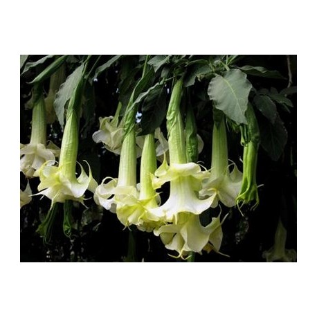 Angel's Trumpet Oil