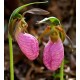 Pink Lady Slipper Oil